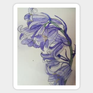 Bluebells watercolour painting Sticker